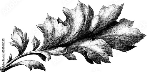 Hand drawn vintage leaf with ribbed details and spore clusters for design projects