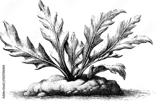 Vintage seaweed sketch on rock base - retro botanical illustration for design