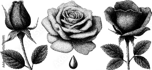 Vintage rose and thorn dotwork with dewdrop for tattoo or design