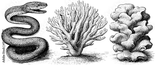 Vintage sea snake and coral illustrations for retro marine design