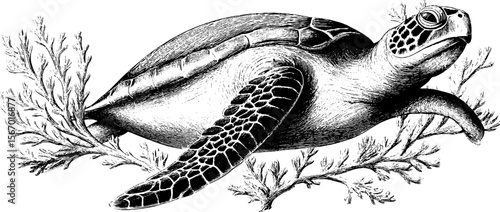 Vintage sea turtle with floating algae and coral sketch for retro marine design