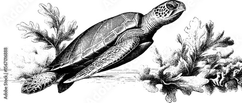 Vintage hand drawn sea turtle with floating algae and coral for retro design