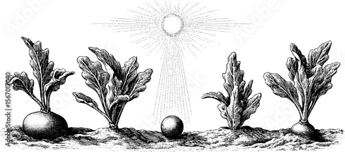 Vintage botanical illustration of seedlings and soil with light beam