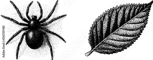 Dotwork tattoo style: spider and web with leaf design for artistic inspiration