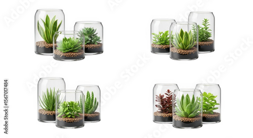 Stylish Terrariums with Various Succulent Plants for Indoor Decoration, isolated on a transparent background