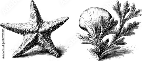 Vintage starfish and sand dollar with algae cluster for retro design