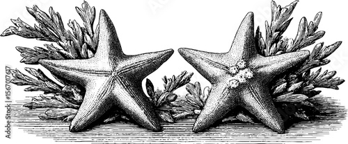 Vintage hand drawn starfish and algae silhouette design for coastal decor