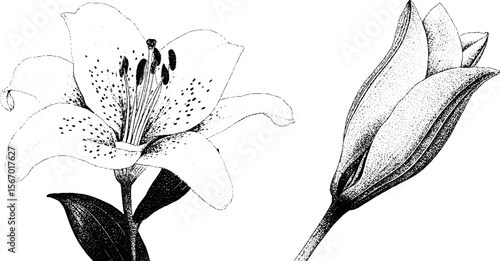 Elegant stargazer lily sketch with water droplet detail for floral design