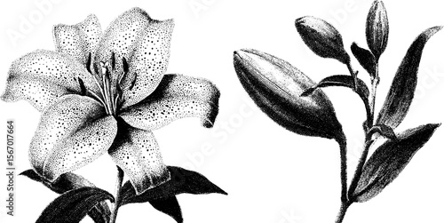 Vintage stargazer lily and water droplet sketch for floral design