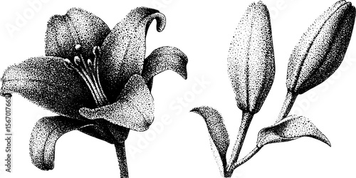 Vintage stargazer lily with water droplets, hand drawn floral illustration for design