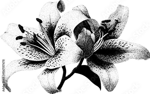 Vintage stargazer lily with water droplet and petal sketch for floral art design
