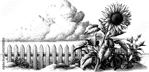 Vintage sunflower and picket fence with summer cloud illustration for retro design