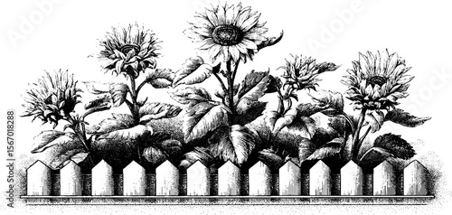 Vintage hand drawn sunflower scene with picket fence and summer clouds