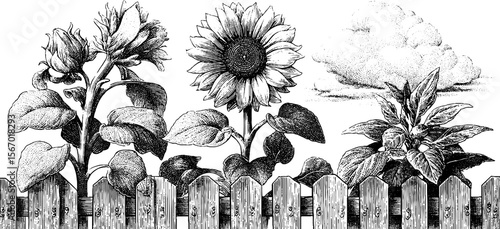 Vintage hand drawn sunflowers with rustic picket fence and summer cloud