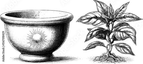 Vintage botanical illustration with sun motif bowl and leafy plant design