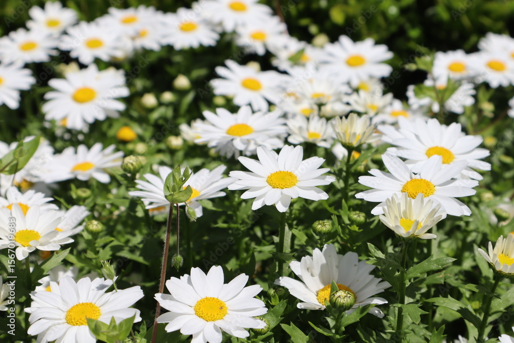 Fototapeta premium Beautiful daisy flowers on the field. Flower and spring concept.