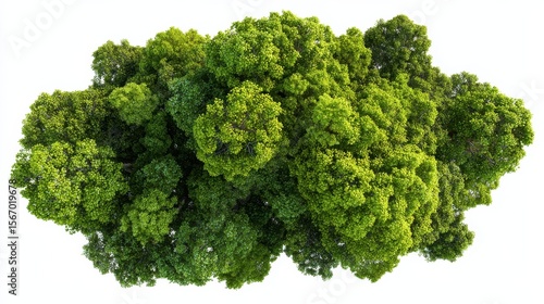 PNG. Lush green tree top view