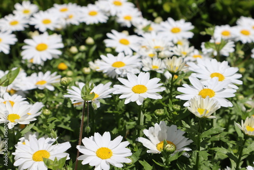 Beautiful daisy flowers on the field. Flower and spring concept.