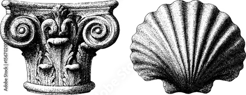 Vintage architectural sketch featuring classical column capital and detailed shell
