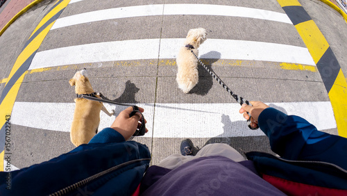Canvas Print Unique point of view perspective of owner walking two dogs on street sidewalk, c