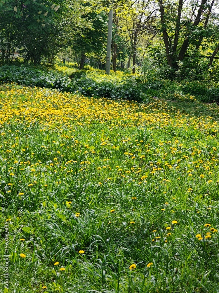 Obraz premium spring in the garden