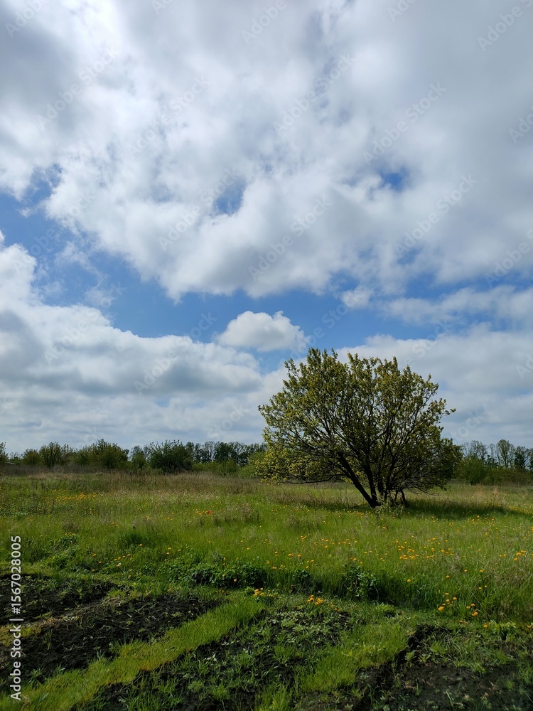Fototapeta premium tree in field