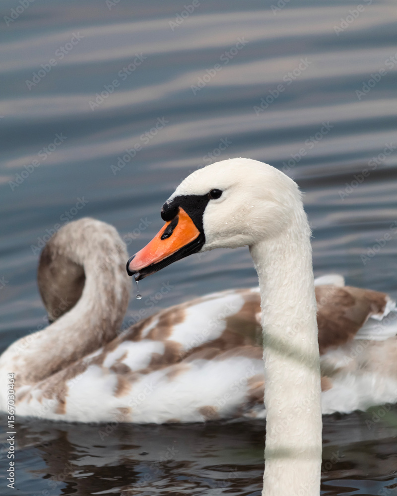 Fototapeta premium mute swan cygnus olor