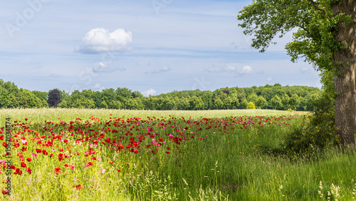 Agriculture field with fresh wheat with border of colorful wildflowers like red poppy and blue cornflowers. Concept example of nature inclusive farming