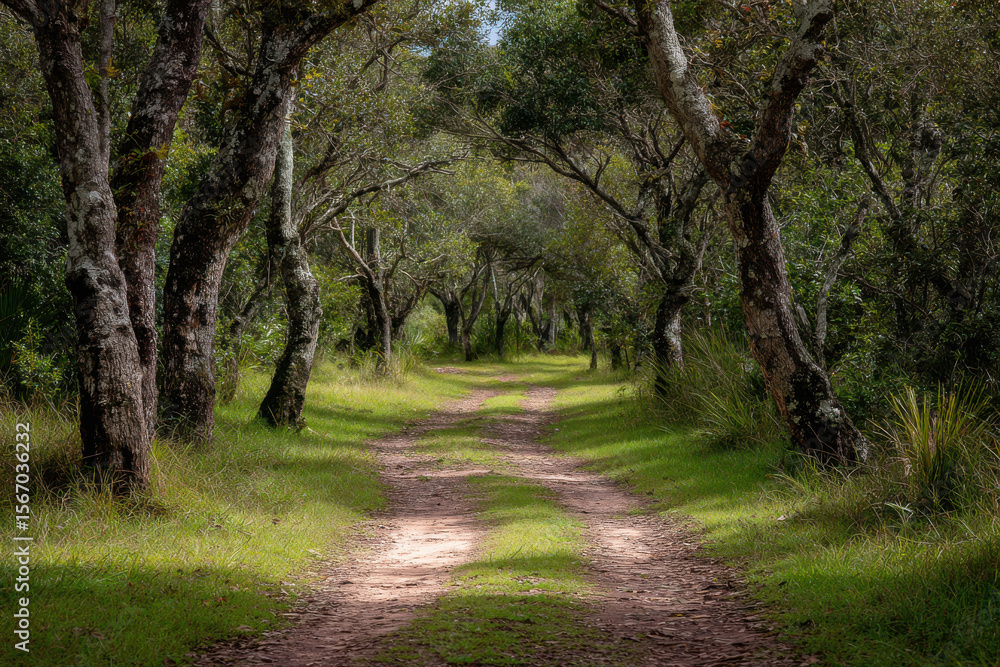 Obraz premium A serene ecological trail winding through a lush nature reserve, surrounded by diverse flora and fauna. 