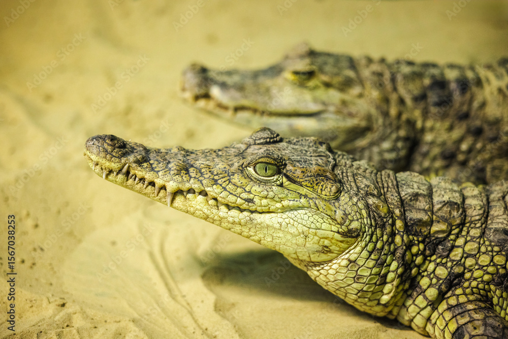 Fototapeta premium Close-up of two crocodilian caimans lying on sandy ground, showing detailed scaly texture and sharp features in natural lighting