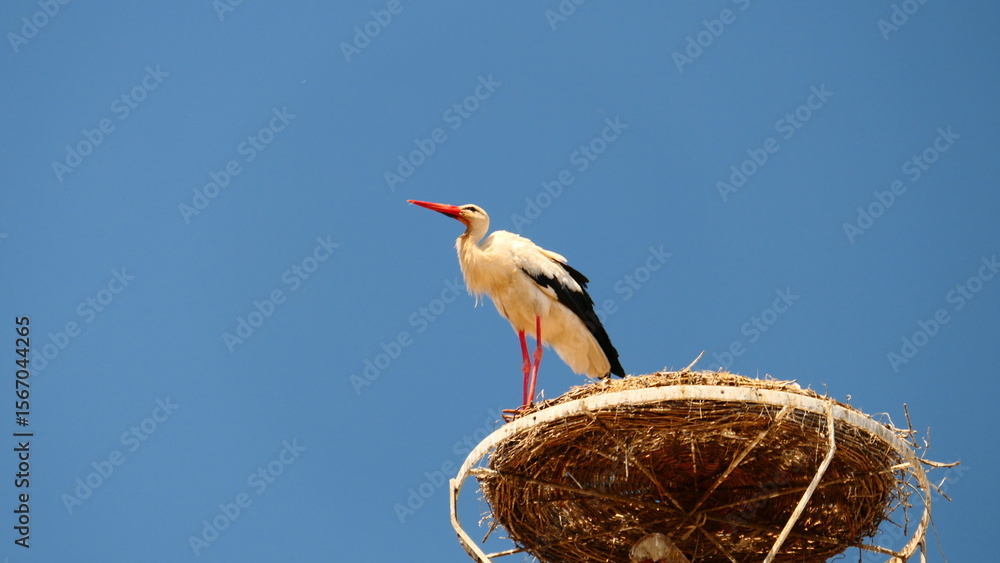 Fototapeta premium Storch im Nestplatz, Rust am See