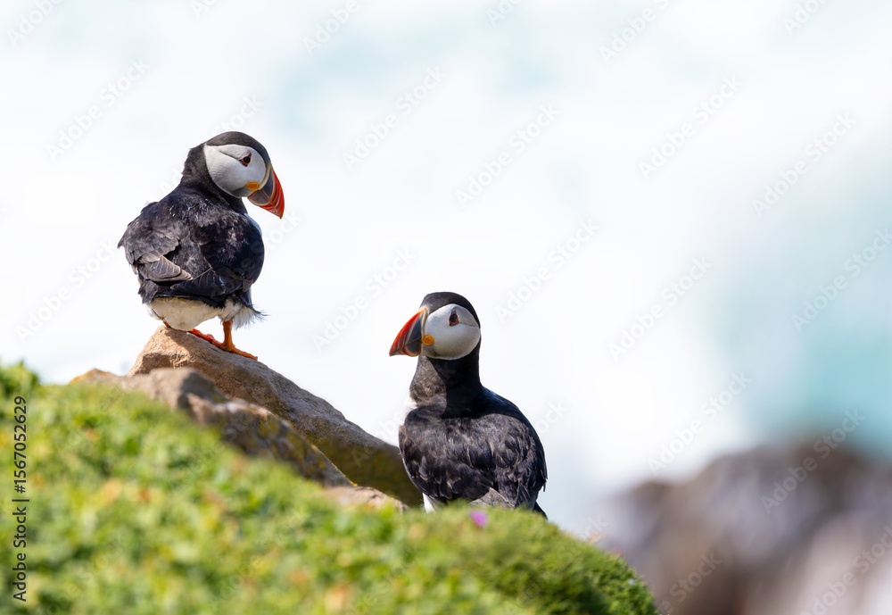 Fototapeta premium Two Atlantic puffins 