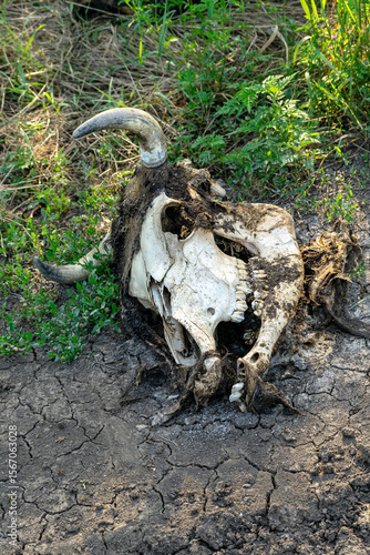 The skull of a bull, a cow. The discarded remains of an animal.