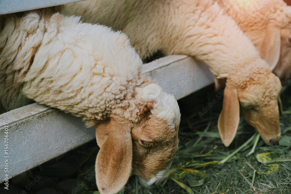 Naklejka premium Close-Up View of Sheep Feeding in Farmyard, Capturing Fluffy Wool and Gentle Expressions of Livestock