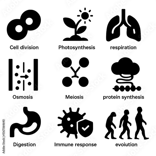 Biological Processes Icons. Solid, filled icon set of biological processes: cell division, photosynthesis, respiration, osmosis,