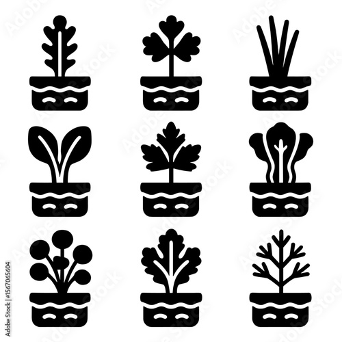 Aquaponic Plant Icons. Solid, filled icons set of aquaponic plant varieties: arugula, cilantro, chives, Swiss