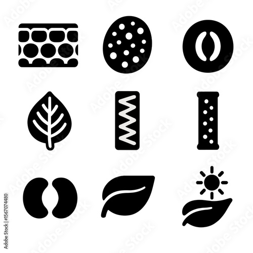 Leaf Anatomy Icons. Solid, filled icons set of parts of a leaf involved in food making: epidermis layer,