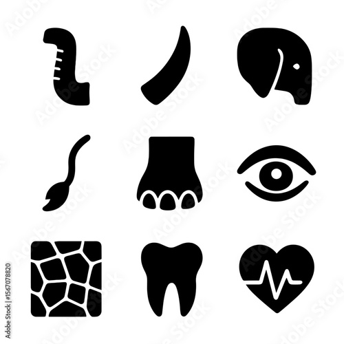 Elephant Anatomy Icons. Solid, filled icon set of elephant anatomy: trunk, tusk, ear, tail, foot, eye, skin texture, molar tooth,