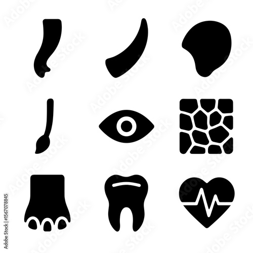 Elephant Anatomy Icons. Solid, filled icon set of elephant anatomy: trunk, tusk, ear, tail, foot, eye, skin texture, molar tooth,