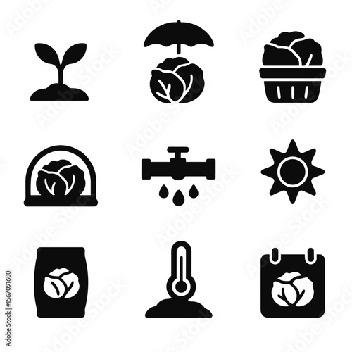 Seasonal Cabbage Farming Icons. Solid, filled icon set of seasonal cabbage farming: spring sprout, summer shade, fall harvest,
