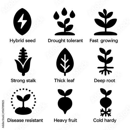 Hail-Resistant Crop Icons. Solid, filled icons set of hail-resistant crop varieties: hybrid seed, drought