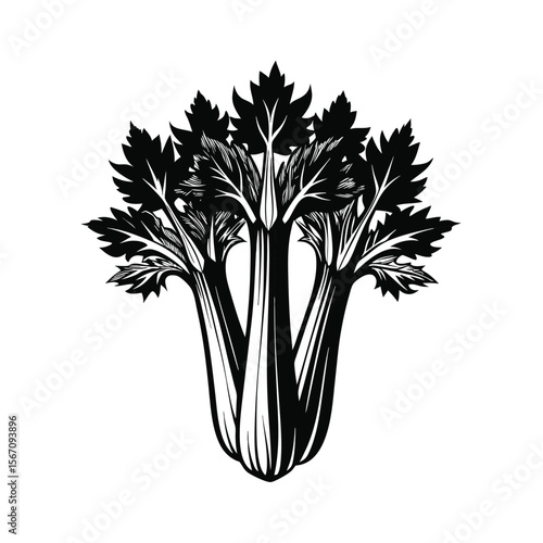 Black and white illustration of celery stalks and leaves vegetable food