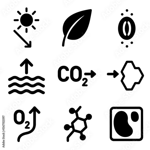 Photosynthesis Process Icons. Solid, filled icons set of photosynthesis process steps: light beam, leaf