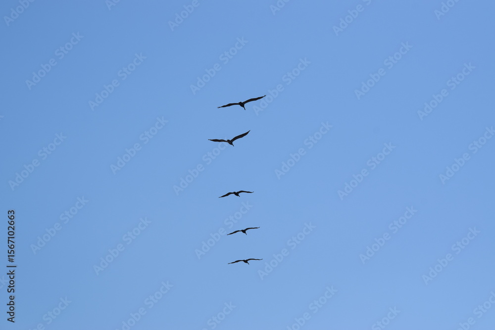 Obraz premium aves en formación 