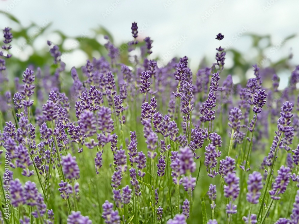 Naklejka premium Close-up of blooming lavender flowers in a garden. Aromatic purple blossoms of Lavandula angustifolia swaying in the summer breeze.