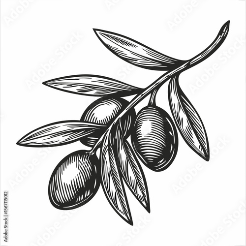 Label design with olives, featuring detailed engraving of olive branch on clean white background. Label design with olives brings artisanal quality to product presentation and packaging design.