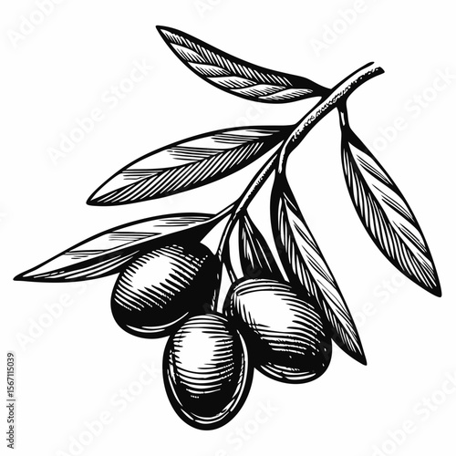 Olive branch drawing features olives on twig with green leaves. Olive branch drawing of fruit-bearing bough and engraved pattern enhances appeal. Symbol olive branch drawing, ideal for print media.
