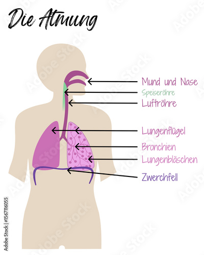 Die Atmung - Infografik
