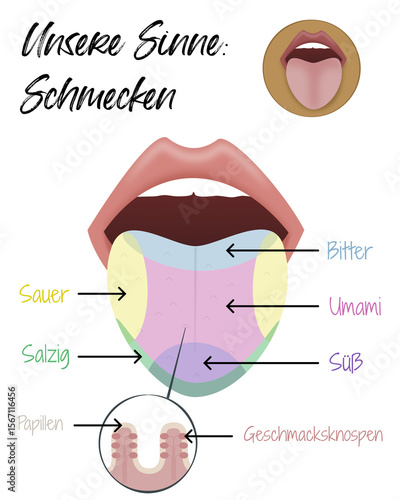 Unsere Sinne - Schmecken - Zunge