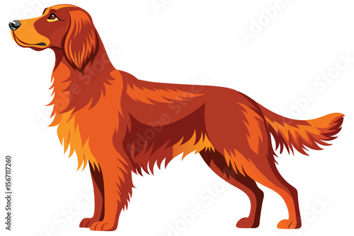 Elegant Irish Setter Illustration with Detailed Fur and Musculature Standing Tall and Proud on a White Background Showcasing Breed Standard